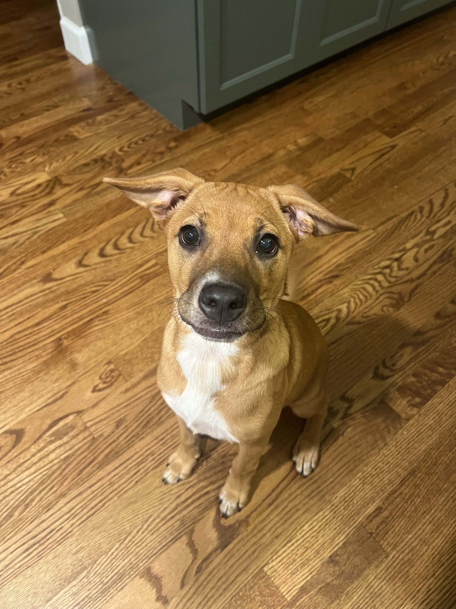 adoptable Dog in Arnold, MO named Paisley Parker