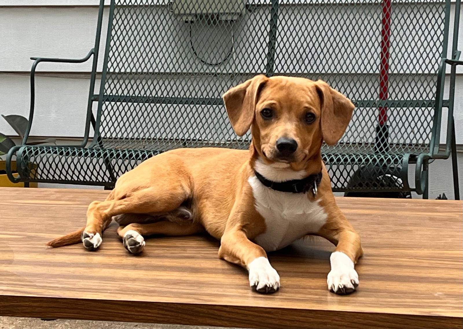 adoptable Dog in Saint Louis, MO named Theo