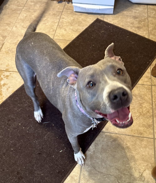 Sika (seeka)