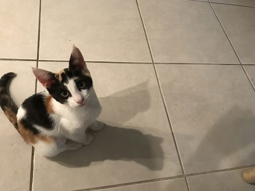 Katie