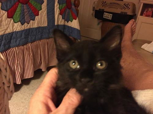 Paco of Caloosa Trace [KITTEN]