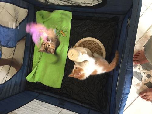 marcie kittens