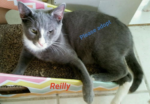 Reilly