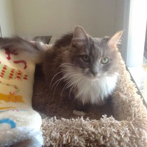 Fluffy