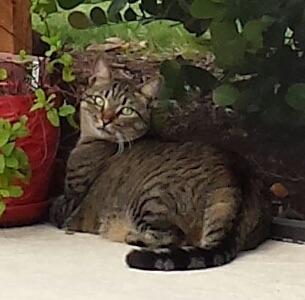 Zimba