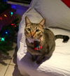 Zimba