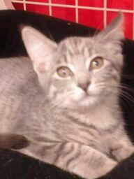 Sampson