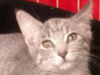 Sampson