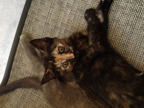 Jingles