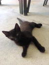 Reginald