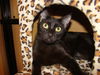 Thelma