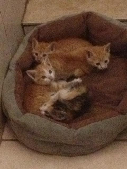 Orange kittens