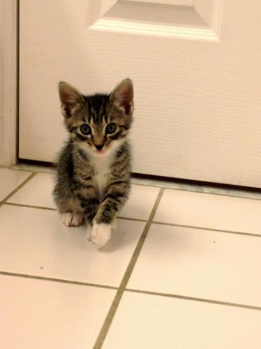 tabby baby with bib