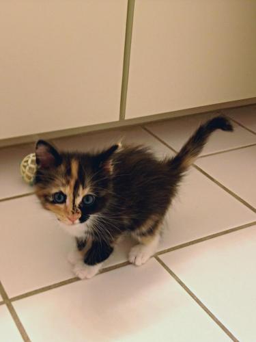 calico baby