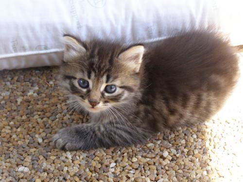 MAINE COON MIX