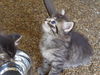 MAINE COON MIX