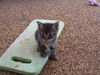MAINE COON MIX