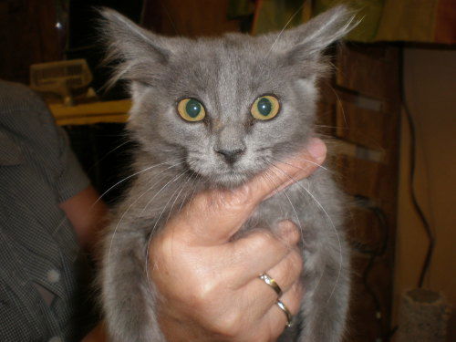 Wolly