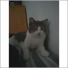 Castor