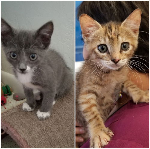 Kiki