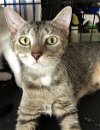 adoptable Cat in lehigh acres, FL named Elma
