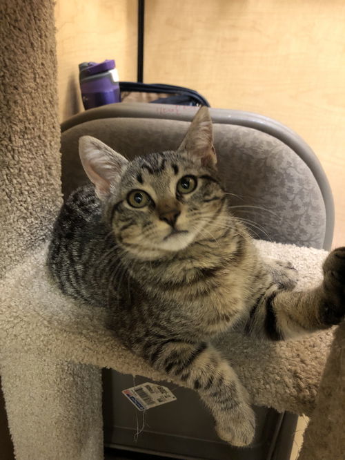 Bainbridge ( Tiger)