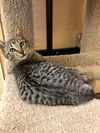 Bainbridge ( Tiger)