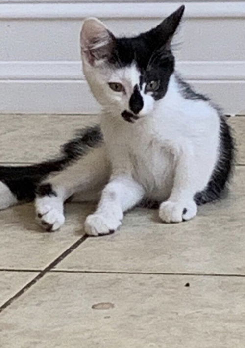Figaro