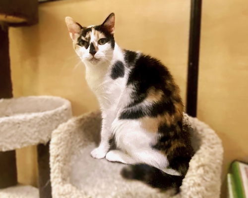 picture of the cat needing adoption