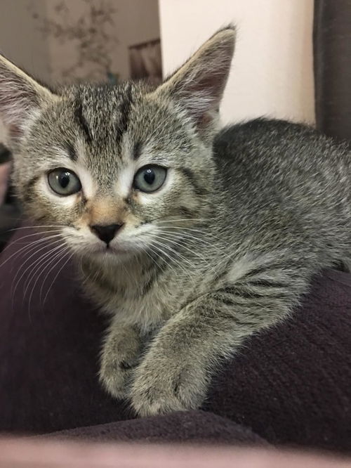 Tig
