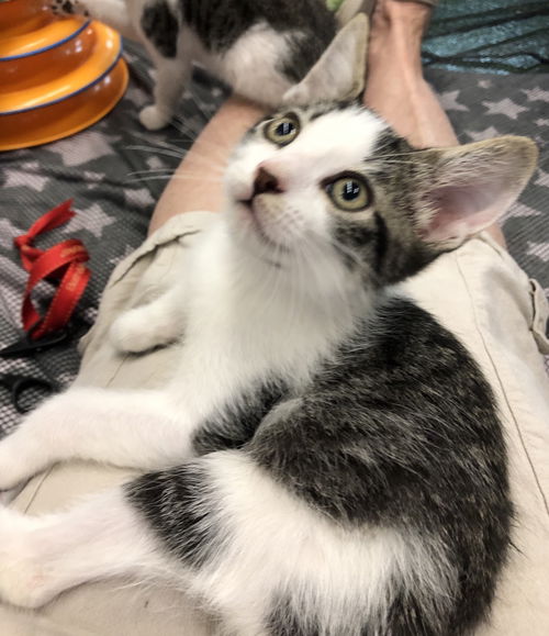Basil