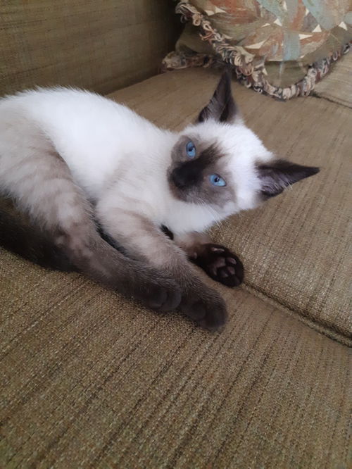 Kit