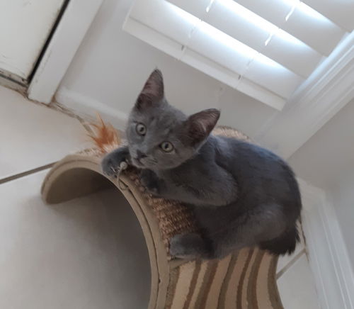 Kodah