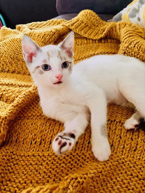 Jasmine