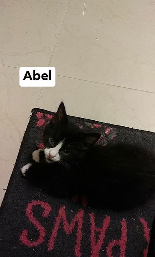 Abel