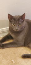 Samson and Mehitabel