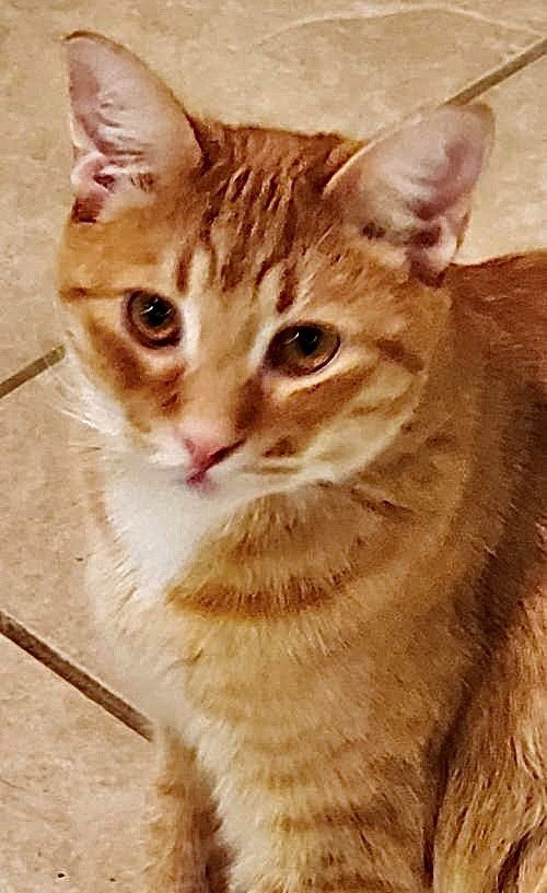 Samson and Mehitabel