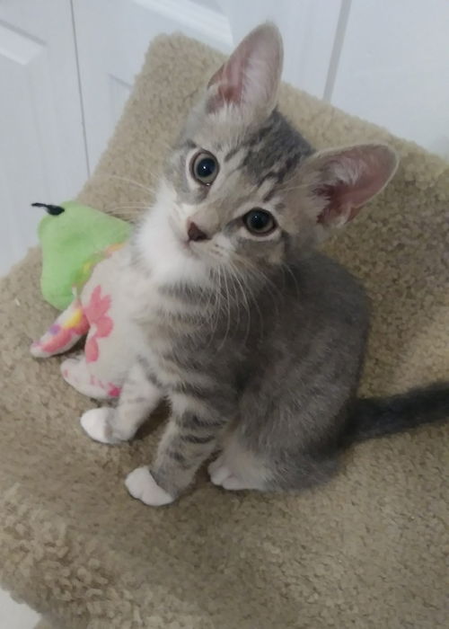 Willow