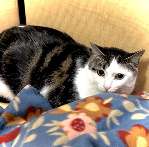 picture of the cat needing adoption