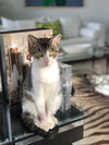 Allie Cat