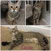 Cassie