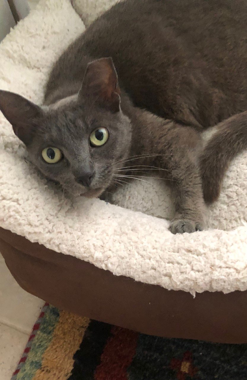 adoptable Cat in Estero, FL named Vincent