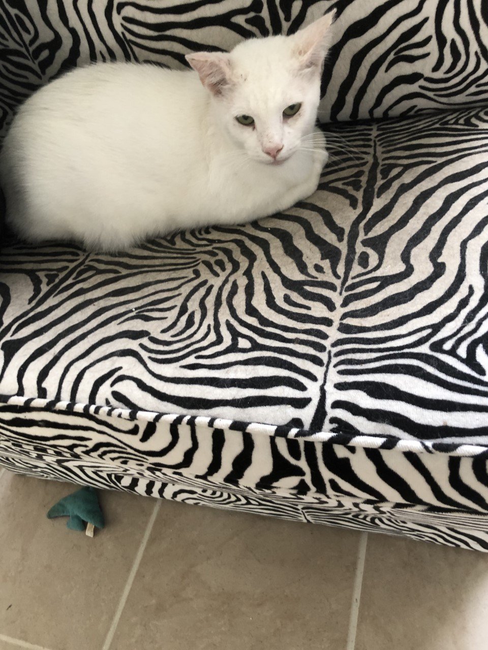 adoptable Cat in Estero, FL named Marshmallow