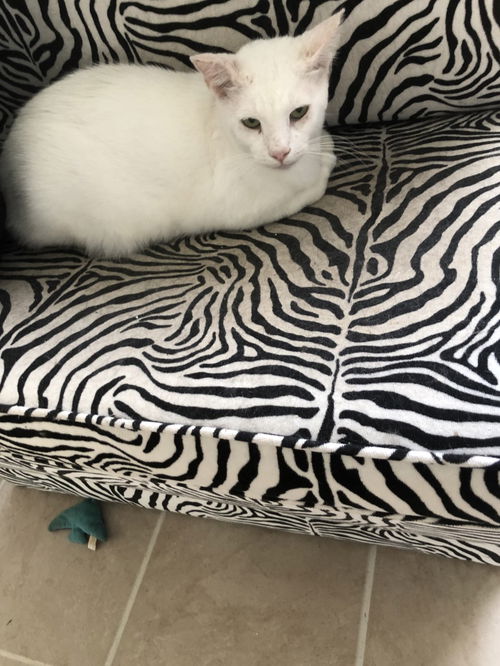 Marshmallow