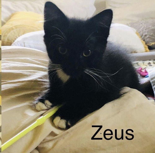 Zeus