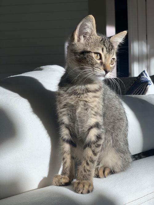 Kora