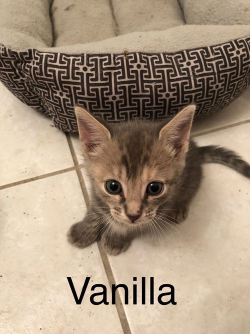 Vanilla