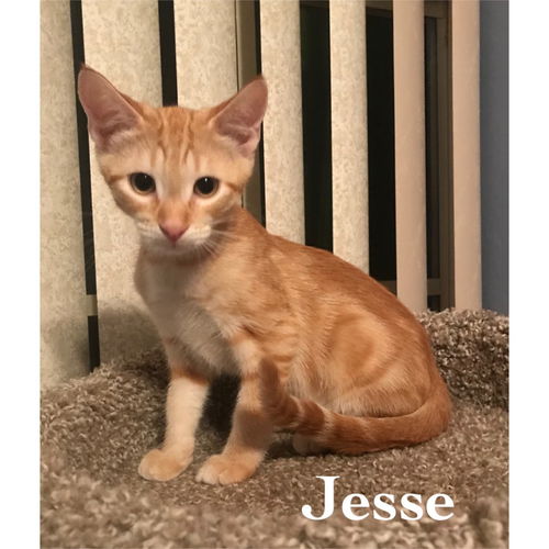 Jesse