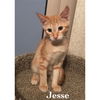 Jesse