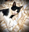 Maisy